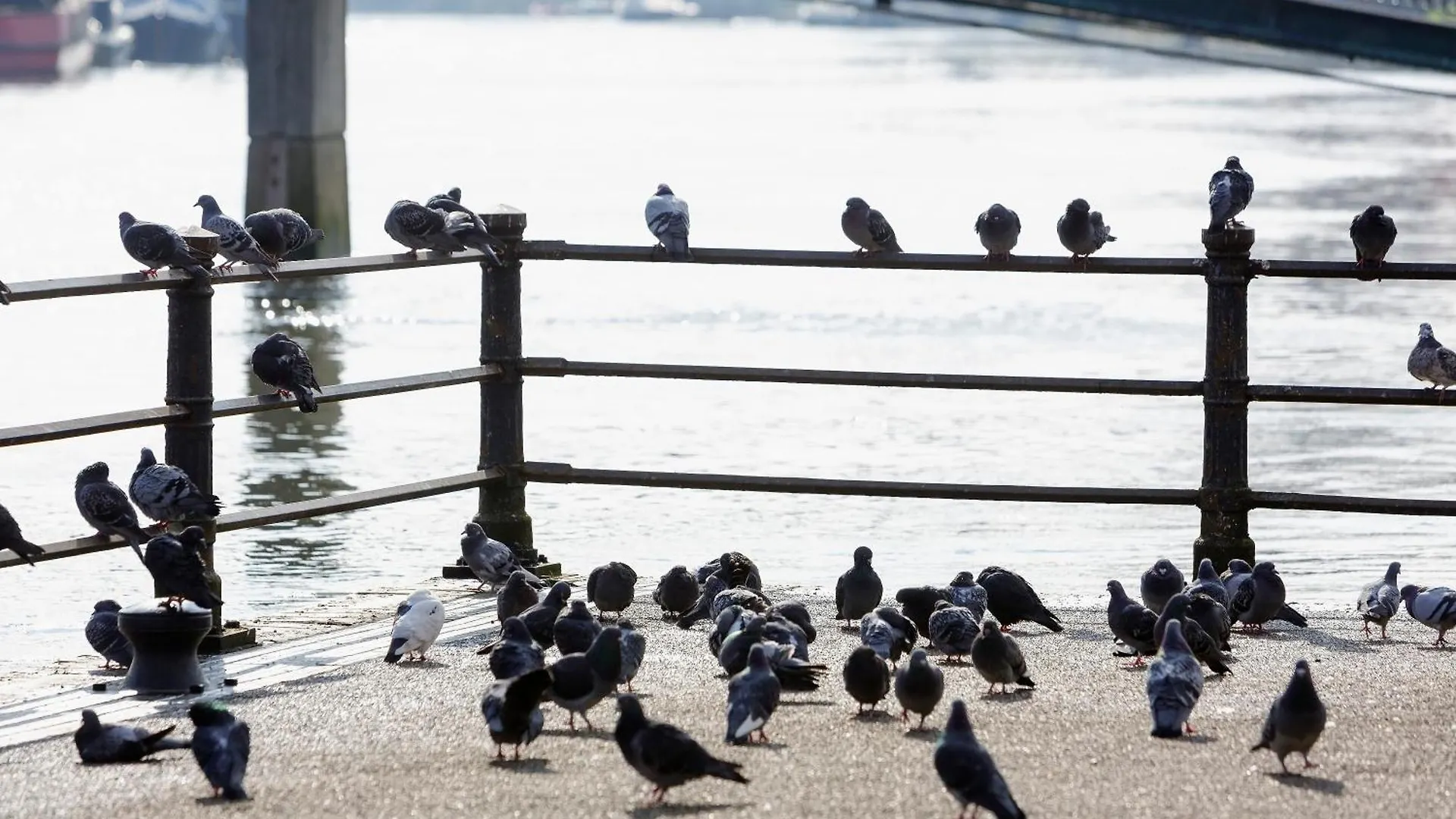 Eel Pie Boathouse Apartment Twickenham United Kingdom